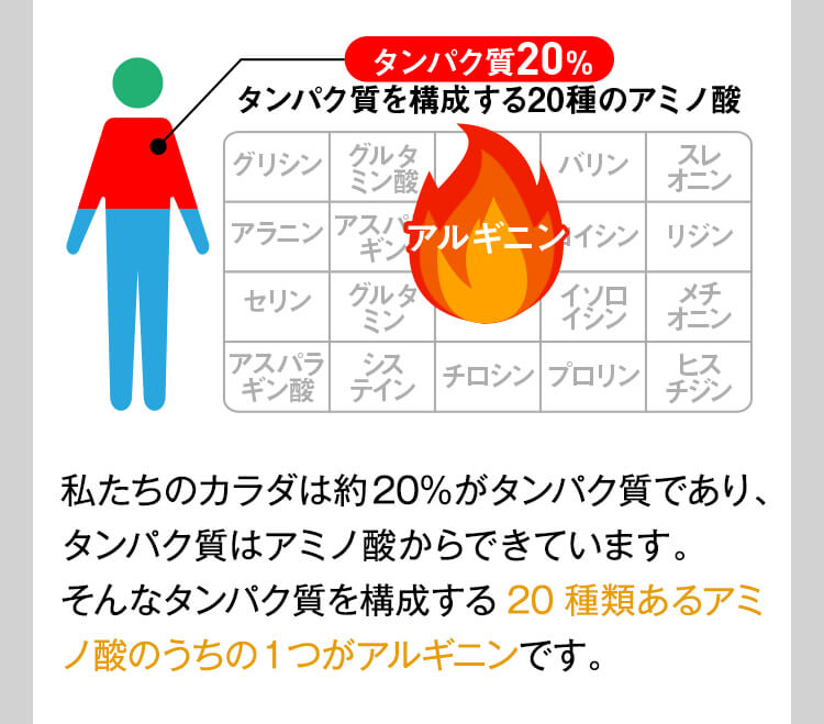 私たちのカラダは約20%がタンパク質であり、タンパク質はアミノ酸からできています。そんなタンパク質を構成する20種類あるアミノ酸のうちの1つがアルギニンです。
