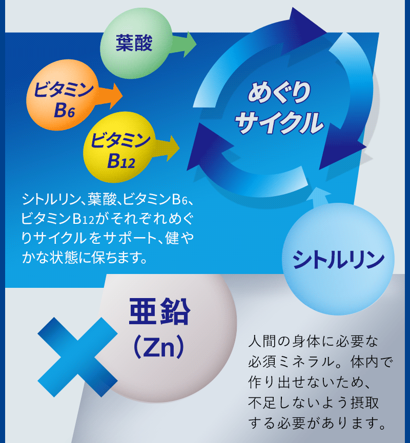 めぐりサイクル×亜鉛（Zn）