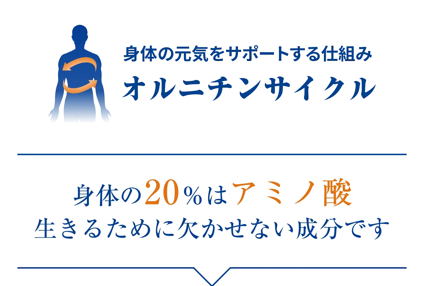 体の元気をサポートする仕組みオルニチンサイクル身体の20％はアミノ酸生きるために欠かせない成分です
