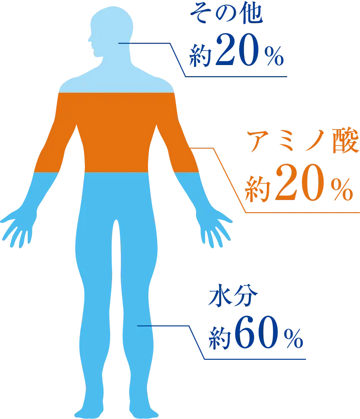 アミノ酸は、身体づくりや生命活動の維持に不可な成分です。その多くは血管や内臓、皮膚、筋肉のもととなるタンパク質を構成しています。実は、身体の20%はタンパク質。つまりアミノ酸でできているのです。