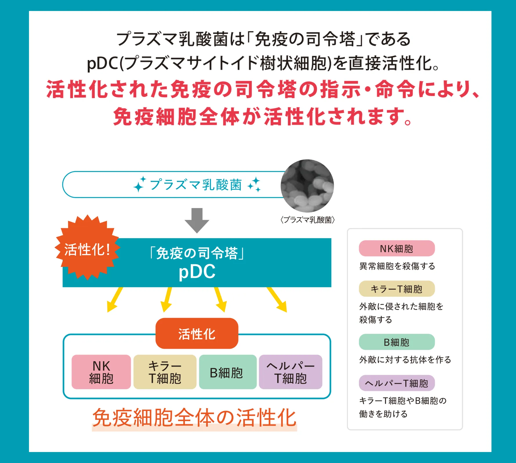 プラズマ乳酸菌は免疫の司令塔であるpDCを直接活性化